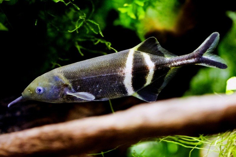 Elephantnose fish
