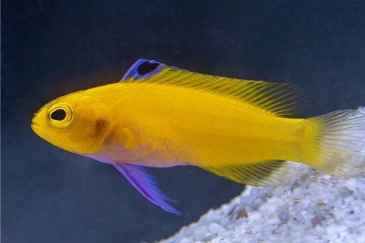 Golden fairy basslet