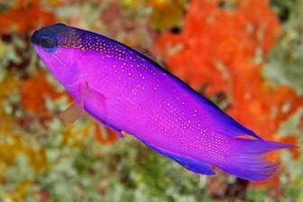 Blackcap basslet