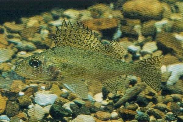 Eurasian ruffe