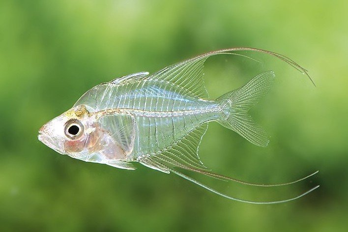 Threadfin glassfish