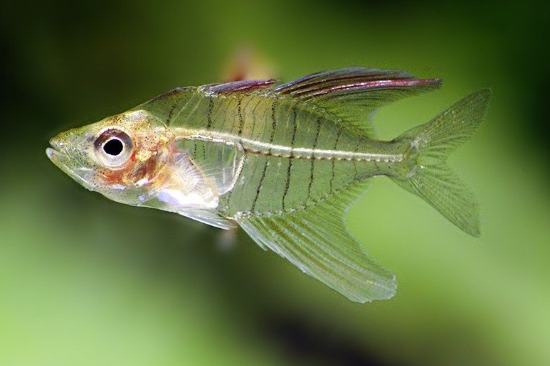 Ploeg's glassfish