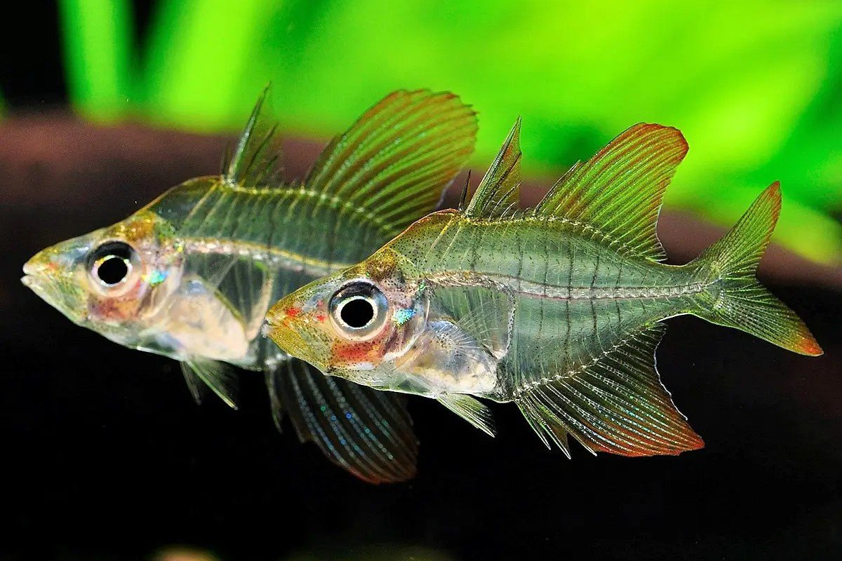 Rose flame glassfish