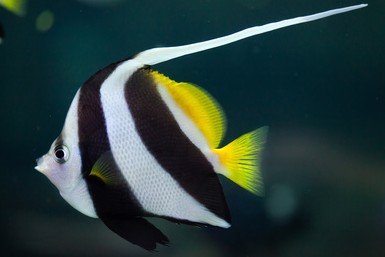 Pennant coralfish