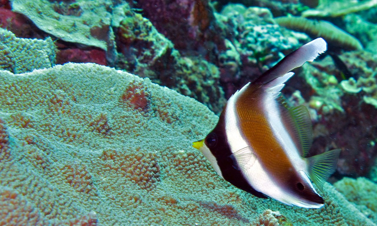 Pacific bannerfish