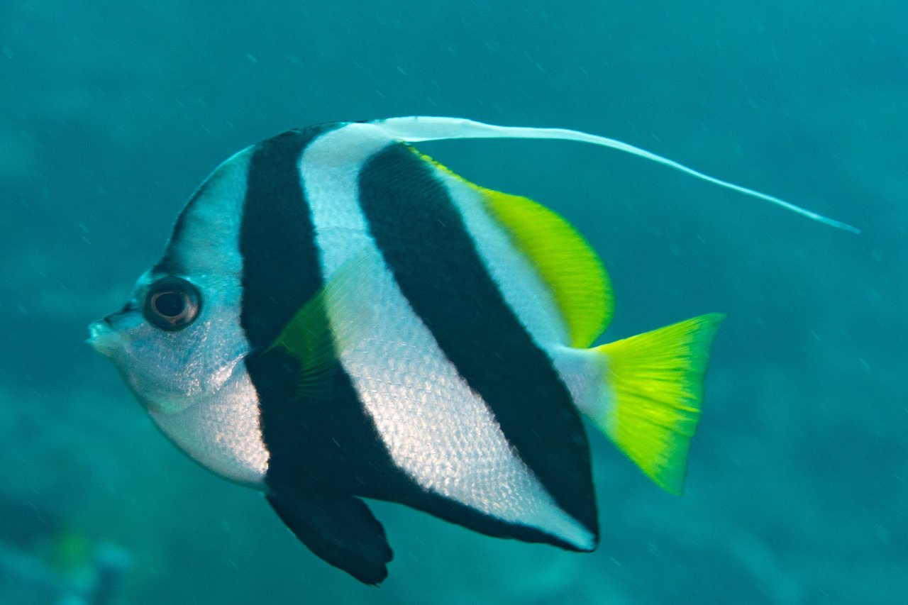 False moorish idol