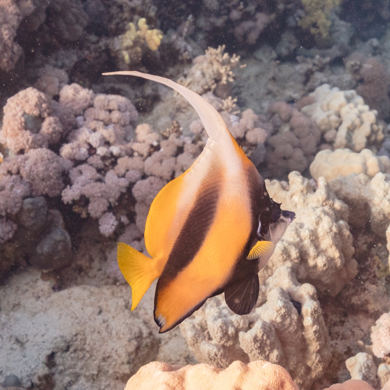 Red Sea bannerfish