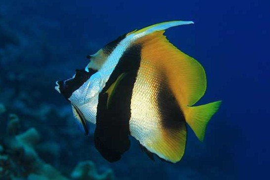 Masked bannerfish