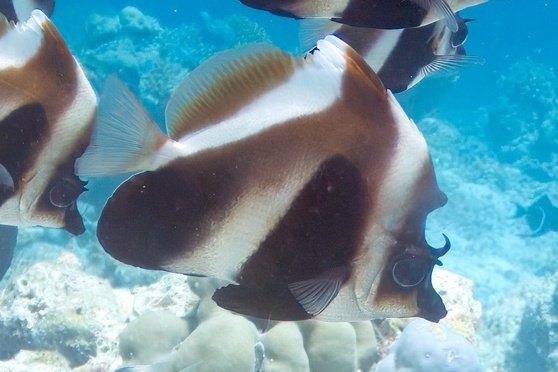 Heniochus pleurotaenia