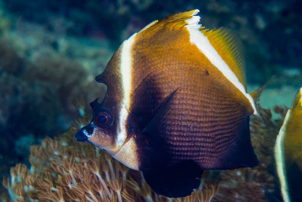Horned bannerfish