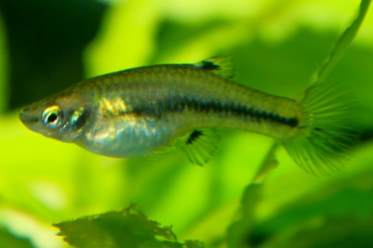 Heterandria formosa