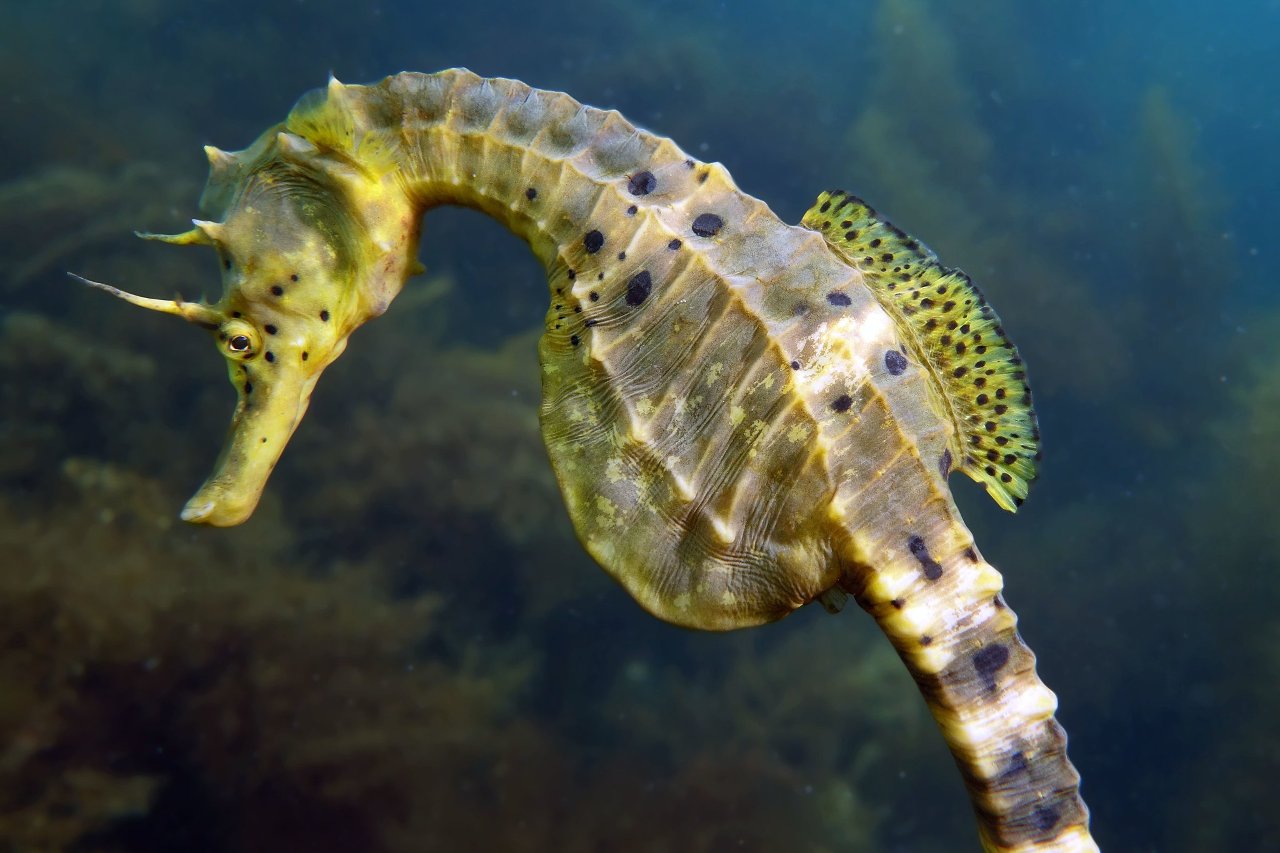 Big-belly seahorse
