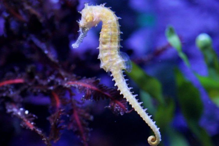 Barbour's seahorse