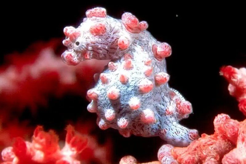 Pygmy seahorse