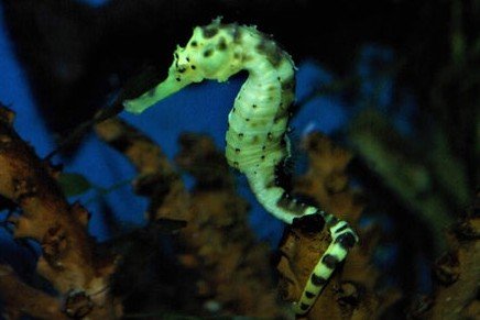 Tiger-tail seahorse