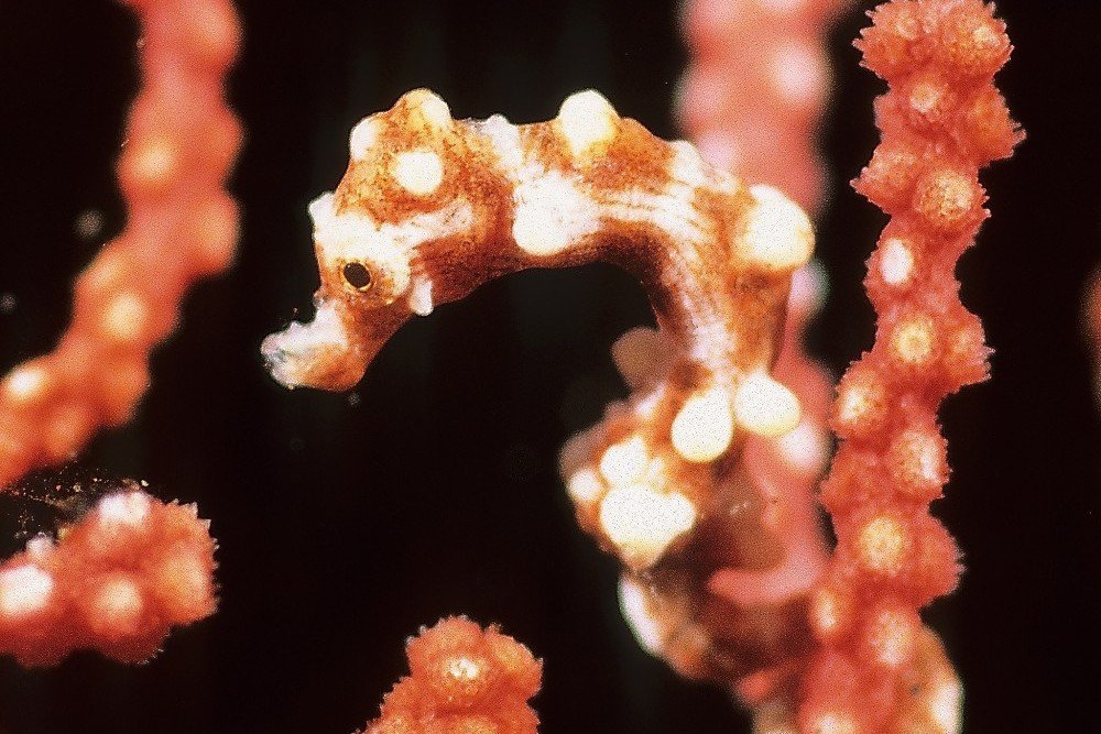 Denise's pygmy seahorse