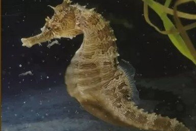 Lined seahorse