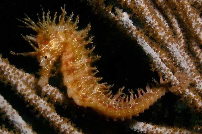 Long-snouted seahorse