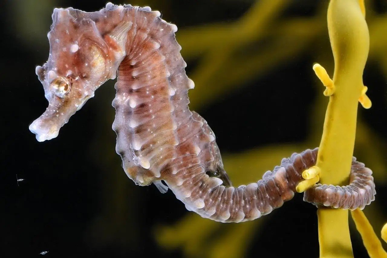 Short-snouted seahorse