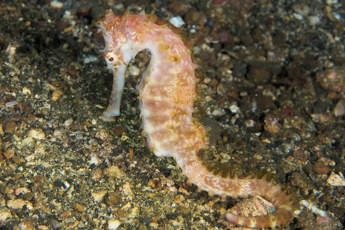 Thorny seahorse