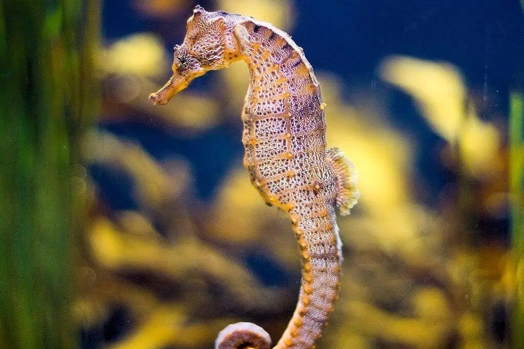 Giant Pacific Seahorse