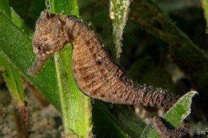 Spotted seahorse