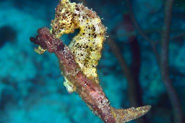 Longsnout seahorse
