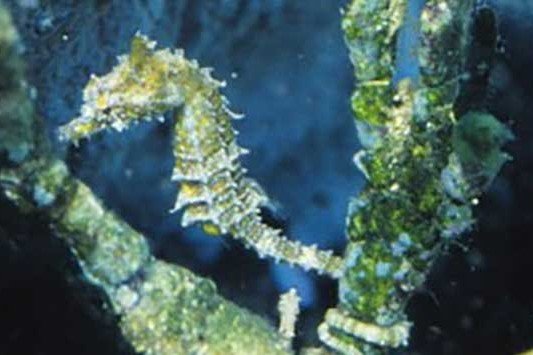 Dwarf seahorse