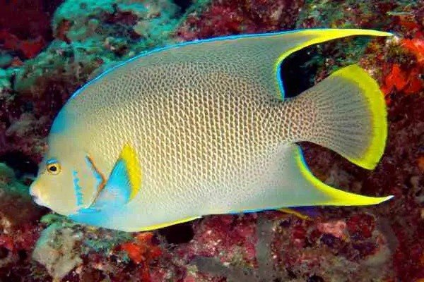 Blue angelfish