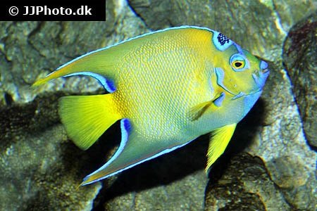 Queen angelfish