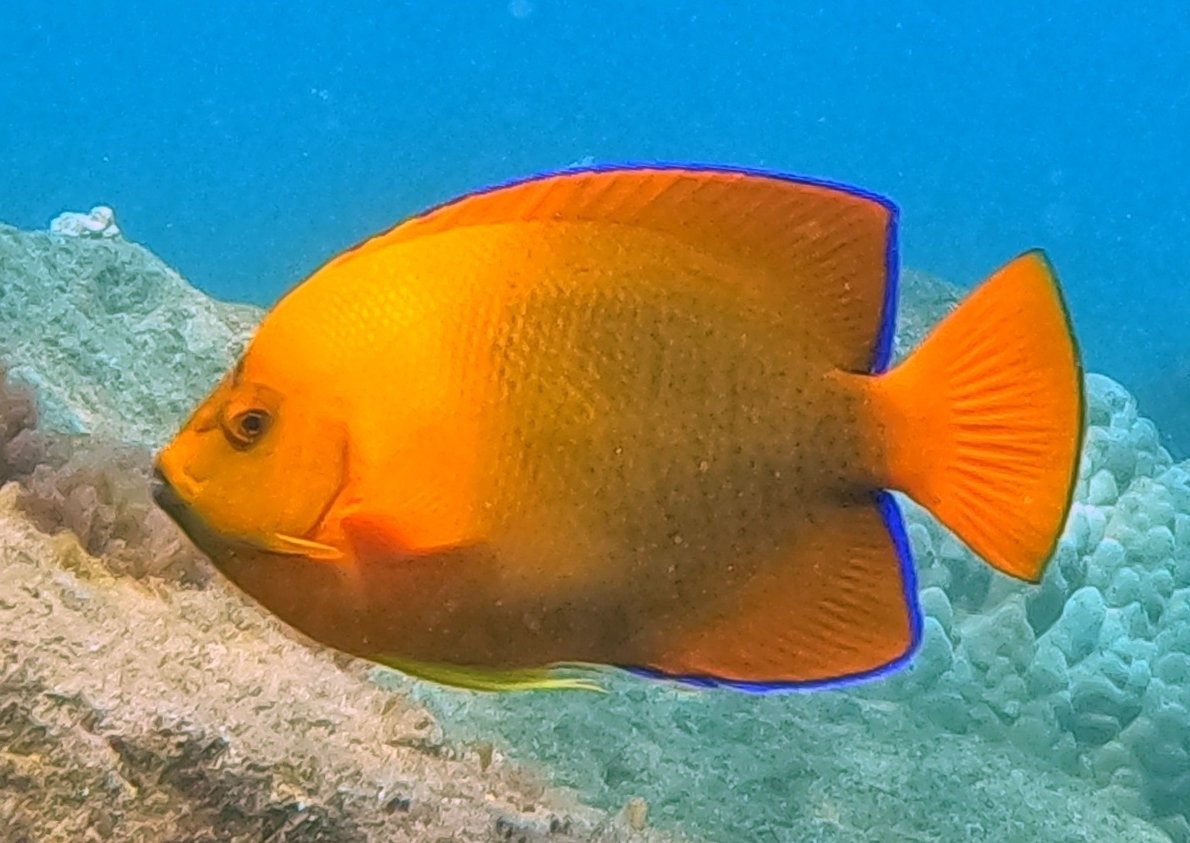 Clarion angelfish