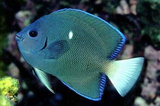 Holacanthus limbaughi