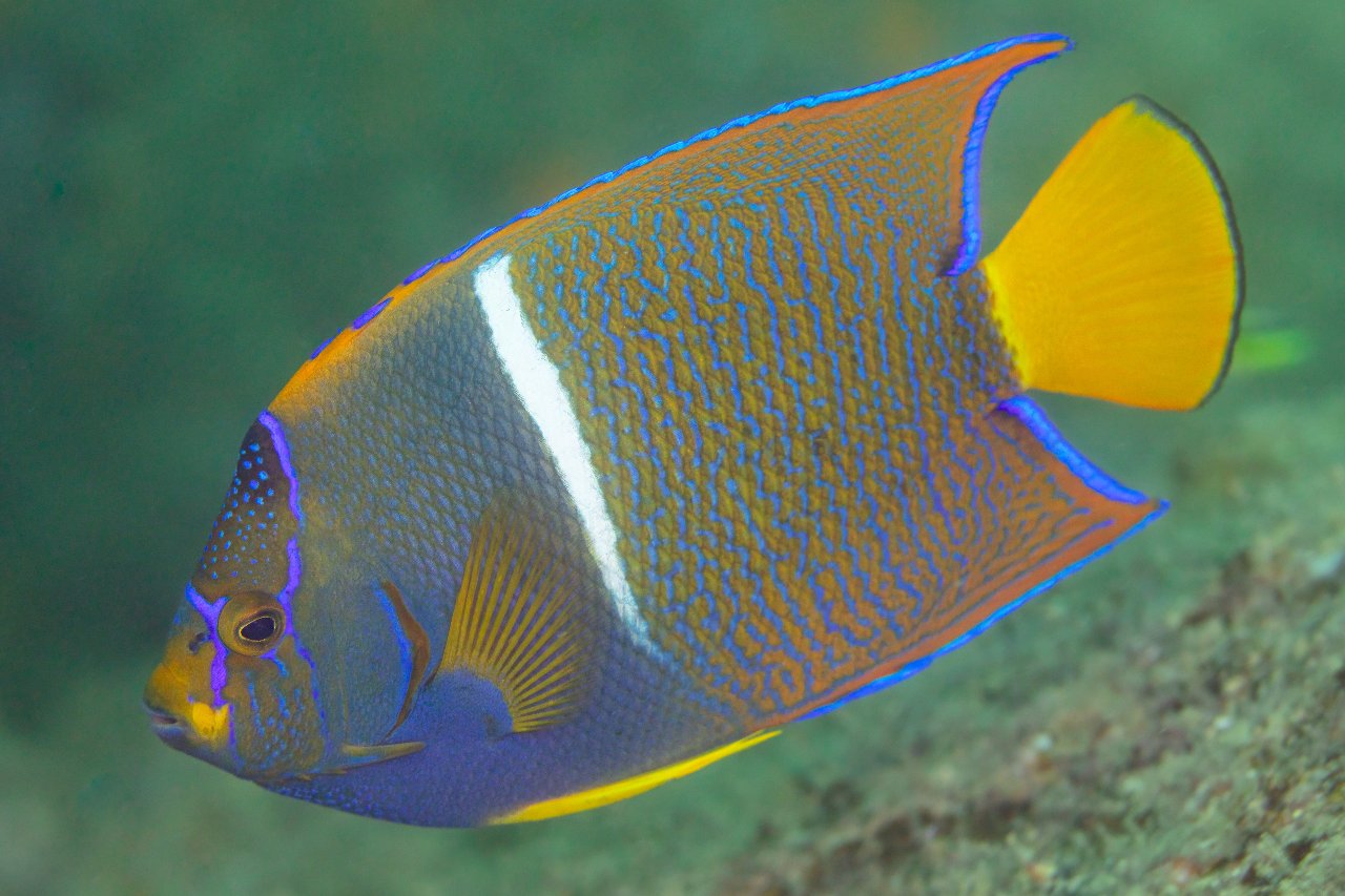 Whitebar angelfish