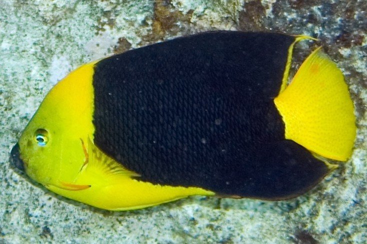 Rock Beauty Angelfish