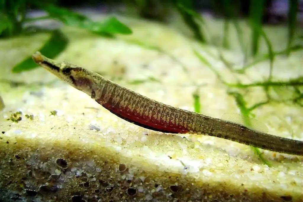Freshwater pipefish