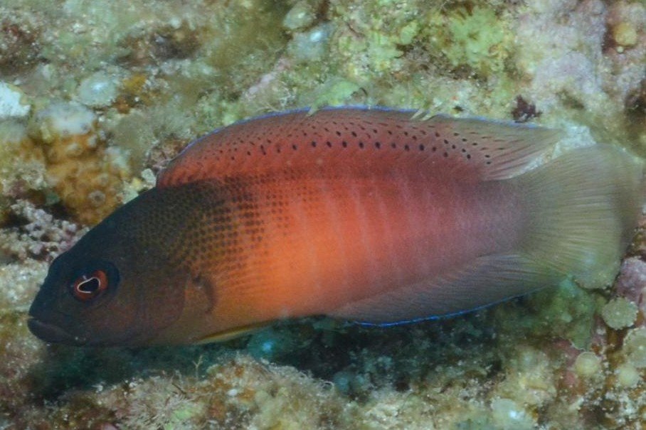 Fire-tail dottyback