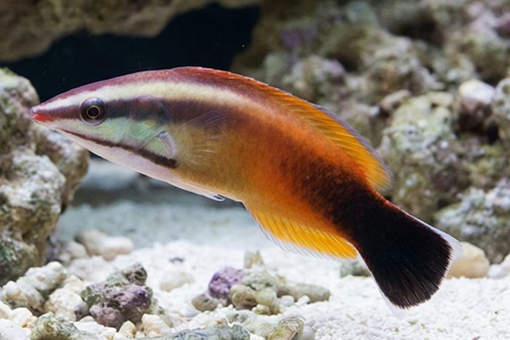 Labroides rubrolabiatus