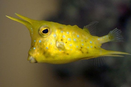 Longhorn cowfish