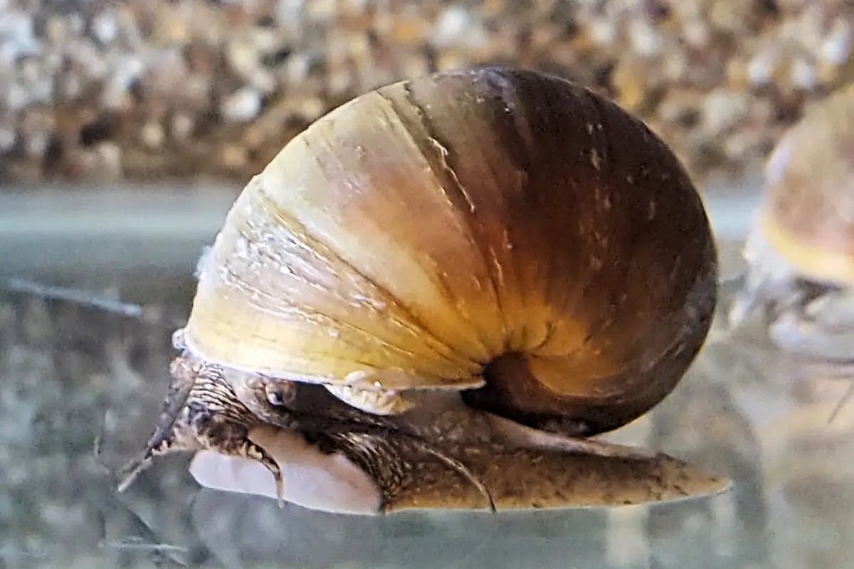 Malawi apple snail