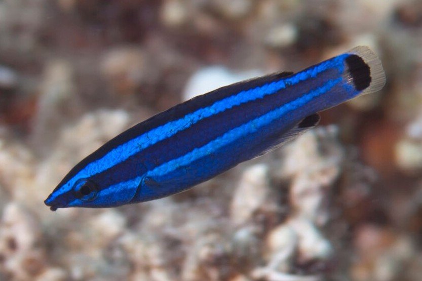 Red Sea barberfish