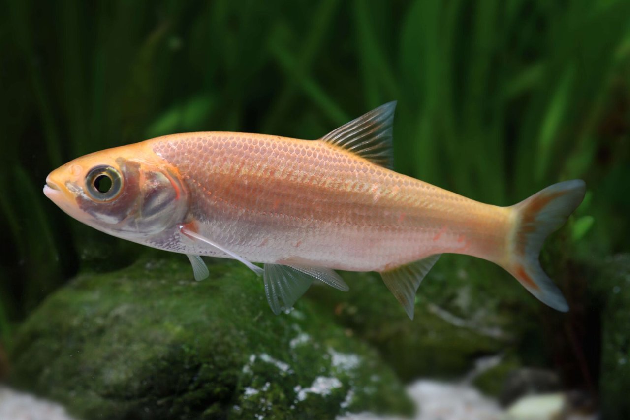 Leuciscus idus