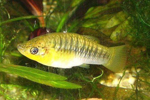 Limia nigrofasciata