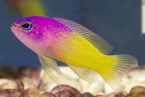 Bicolor basslet