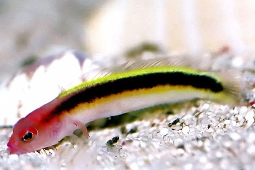Lubbockichthys tanakai
