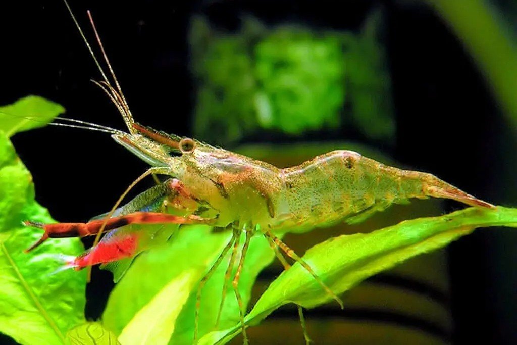 Macrobrachium assamense