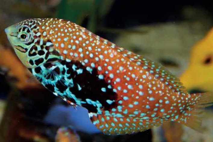 Diamond wrasse