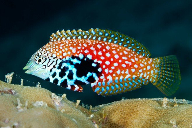 Red Sea Leopard Wrasse