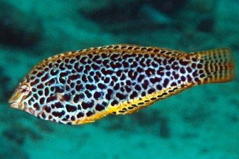 Leopard wrasse
