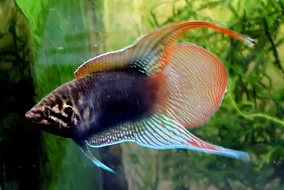 Macropodus ocellatus