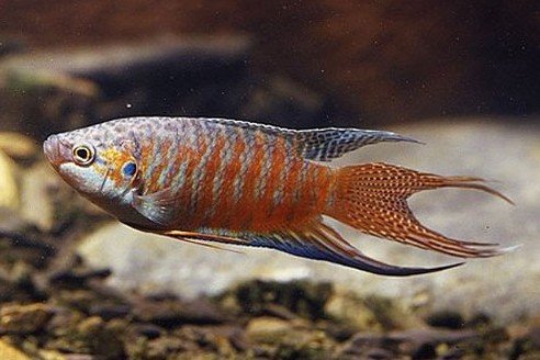 Macropodus opercularis